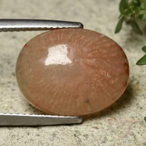 Corallo Multicolore naturale da 7.45 ct, Ovale, Traslucido