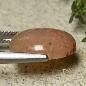 Corallo Multicolore naturale da 7.45 ct, Ovale, Traslucido