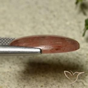 Corallo Multicolore naturale da 9.08 ct, Ovale, Traslucido