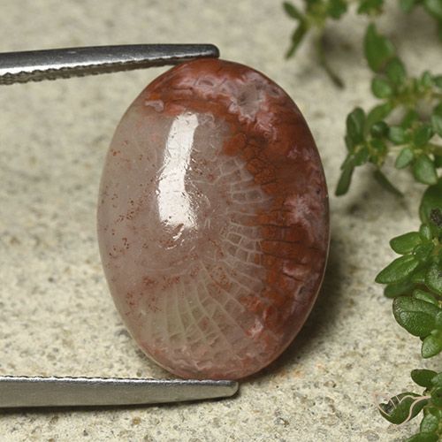 8.52ct Naturale Multicolore Corallo, Ovale, Traslucido