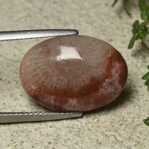 Corallo Multicolore naturale da 8.52 ct, Ovale, Traslucido