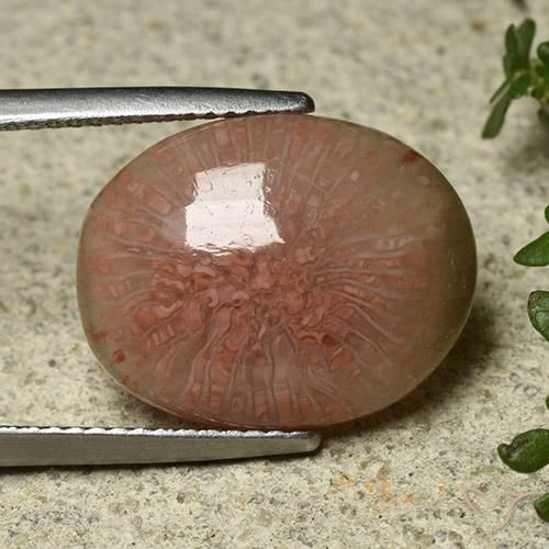 Corallo Multicolore naturale da 7.81 ct, Ovale, Traslucido