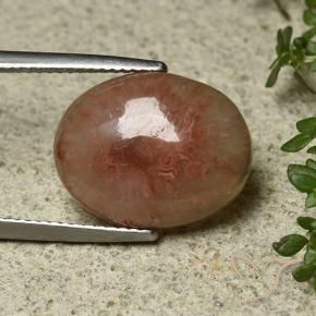 Corallo Multicolore naturale da 8.30 ct, Ovale, Traslucido