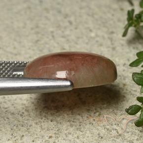 Corallo Multicolore naturale da 8.30 ct, Ovale, Traslucido