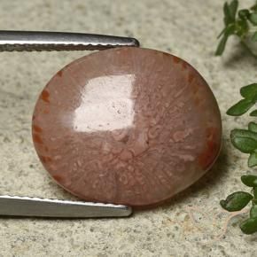 Corallo Multicolore naturale da 7.04 ct, Ovale, Traslucido