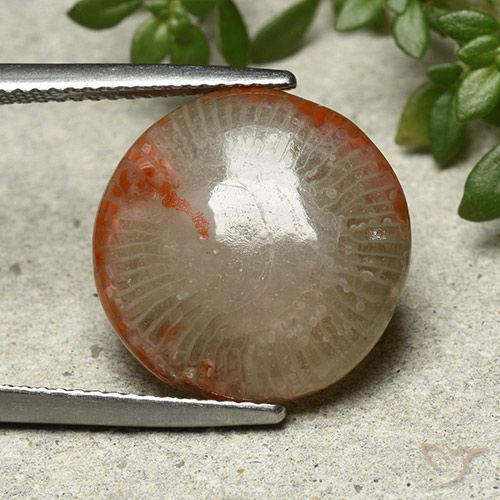 7.80ct Naturale Multicolore Corallo, Rotondo, Opaco, Photo A