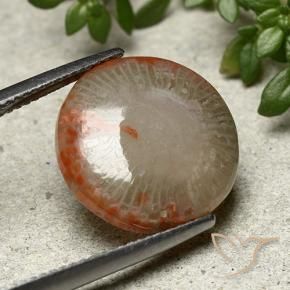 Corallo Multicolore naturale da 7.80 ct, Rotondo, Opaco