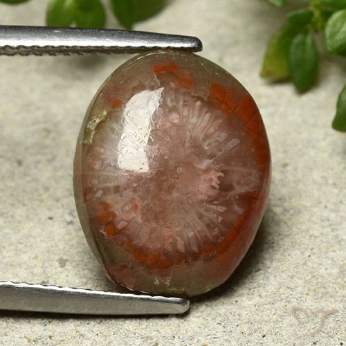 7.03ct Naturale Multicolore Corallo, Ovale, Opaco