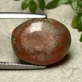 Corallo Multicolore naturale da 7.03 ct, Ovale, Opaco