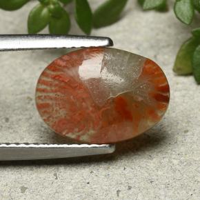 Corallo Multicolore naturale da 2.54 ct, Taglio ovale, Traslucido
