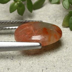 Corallo Multicolore naturale da 2.54 ct, Taglio ovale, Traslucido