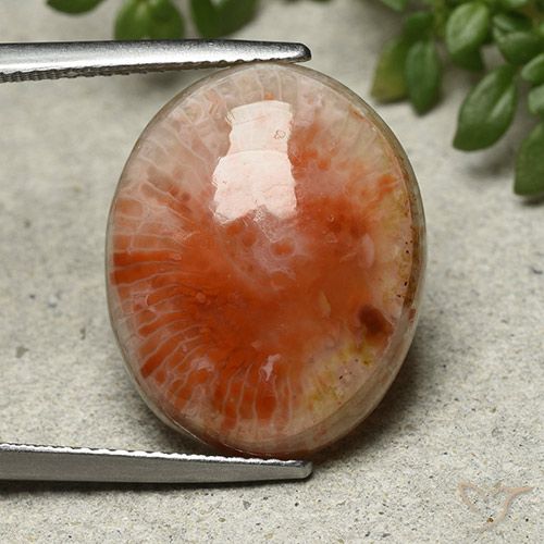 13.21ct Naturale Multicolore Corallo, Ovale, Opaco