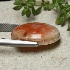 Corallo Multicolore naturale da 13.21 ct, Ovale, Opaco