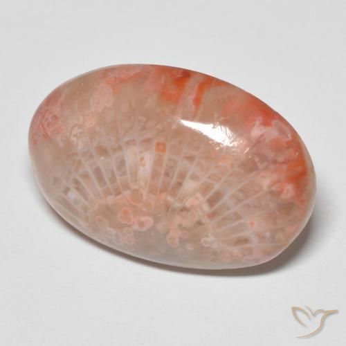 Corallo Multicolore naturale da 11.96 ct, Ovale, Opaco