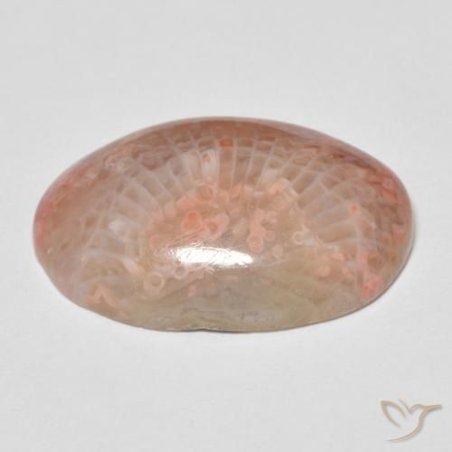 Corallo Multicolore naturale da 11.96 ct, Ovale, Opaco