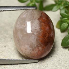 Corallo Multicolore naturale da 12.54 ct, Taglio ovale, Traslucido