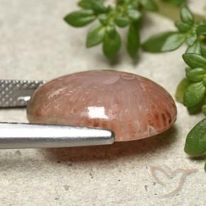 Corallo Multicolore naturale da 9.24 ct, Ovale, Traslucido