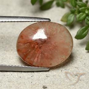 Corallo Multicolore naturale da 7.91 ct, Ovale, Traslucido