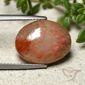 Corallo Multicolore naturale da 6.66 ct, Ovale, Traslucido