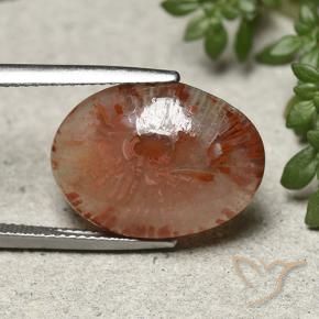 Corallo Multicolore naturale da 10.04 ct, Ovale, Traslucido