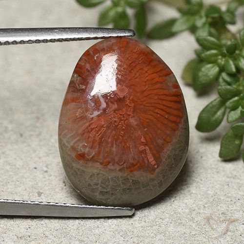 8.92ct Naturale Multicolore Corallo, Taglio a fantasia, Opaco