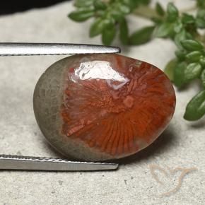 Corallo Multicolore naturale da 8.92 ct, Taglio a fantasia, Opaco