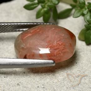 Corallo Multicolore naturale da 6.86 ct, Ovale, Traslucido