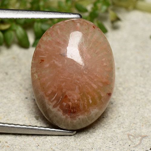 7.64ct Naturale Multicolore Corallo, Ovale, Traslucido