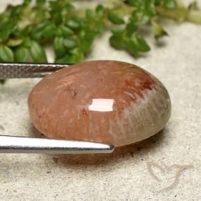 Corallo Multicolore naturale da 7.64 ct, Ovale, Traslucido