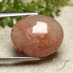 Corallo Multicolore naturale da 6.97 ct, Ovale, Traslucido