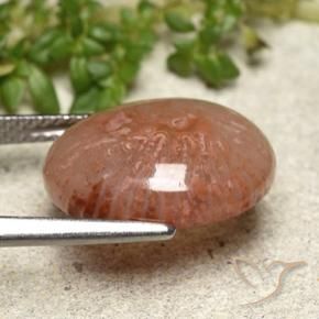 Corallo Multicolore naturale da 6.97 ct, Ovale, Traslucido