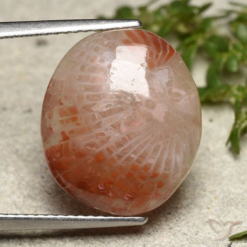 7.31ct Naturale Multicolore Corallo, Ovale, Traslucido, Photo A
