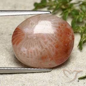 Corallo Multicolore naturale da 7.31 ct, Ovale, Traslucido
