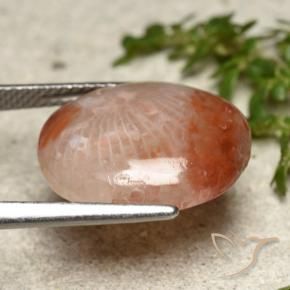 Corallo Multicolore naturale da 7.31 ct, Ovale, Traslucido