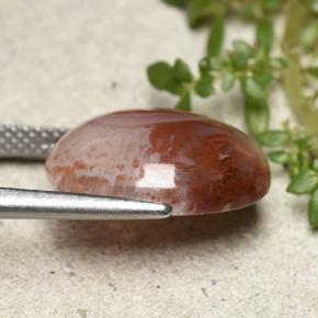 Corallo Multicolore naturale da 6.86 ct, Taglio ovale, Traslucido