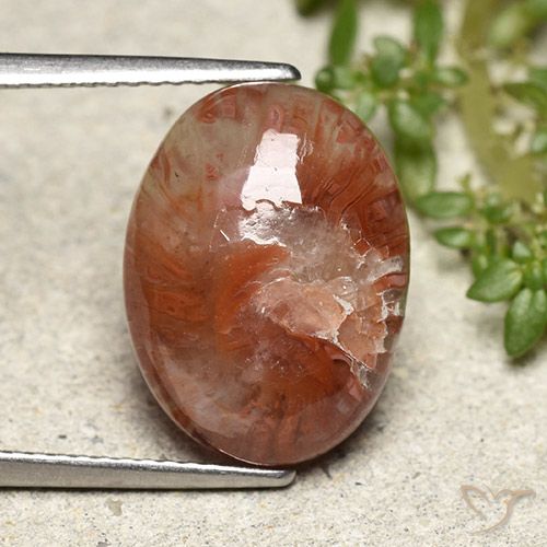 5.98ct Naturale Multicolore Corallo, Ovale, Traslucido