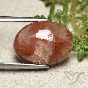 Corallo Multicolore naturale da 5.98 ct, Ovale, Traslucido