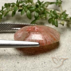Corallo Multicolore naturale da 7.30 ct, Ovale, Traslucido