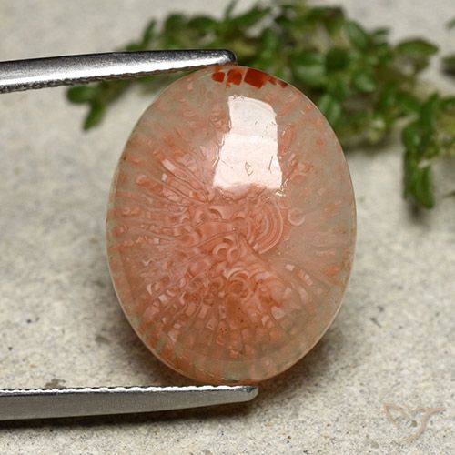8.03ct Naturale Multicolore Corallo, Ovale, Traslucido