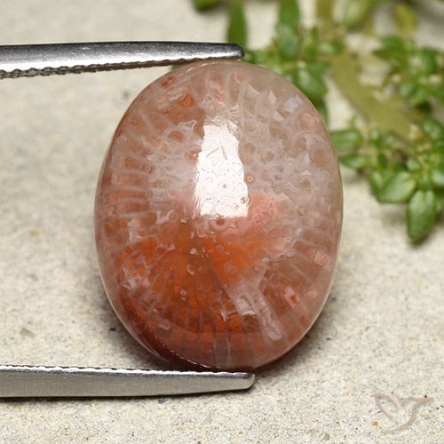 10.15ct Naturale Multicolore Corallo, Ovale, Traslucido