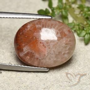 Corallo Multicolore naturale da 10.15 ct, Ovale, Traslucido