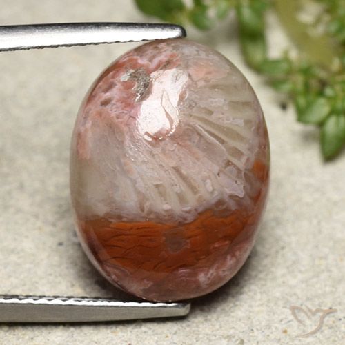 Corallo Multicolore naturale da 8.65 ct, Ovale, Opaco