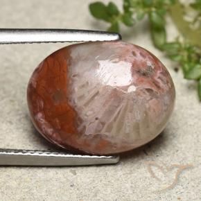 Corallo Multicolore naturale da 8.65 ct, Ovale, Opaco