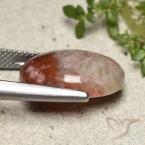 Corallo Multicolore naturale da 8.65 ct, Ovale, Opaco