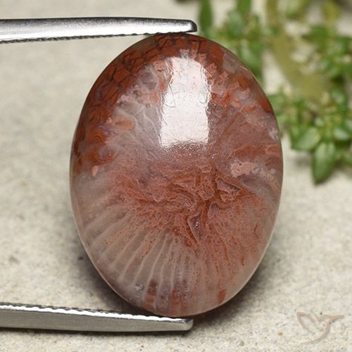 11.71ct Naturale Multicolore Corallo, Ovale, Traslucido