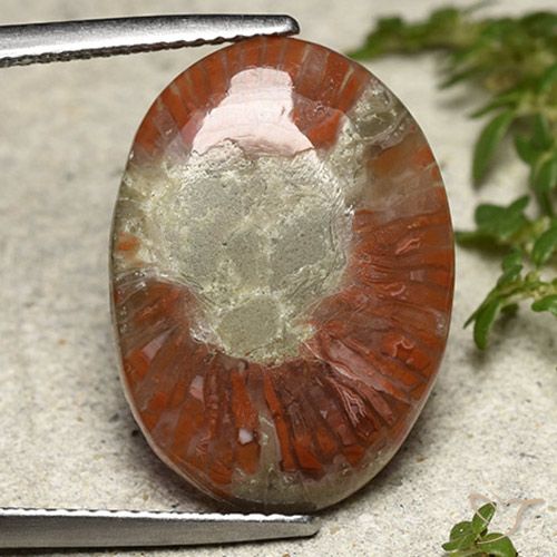 8.01ct Naturale Multicolore Corallo, Ovale, Traslucido