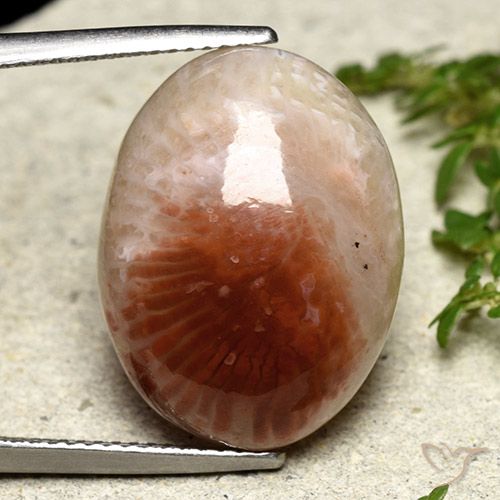 14.47ct Naturale Multicolore Corallo, Ovale, Traslucido
