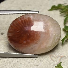 Corallo Multicolore naturale da 14.47 ct, Ovale, Traslucido