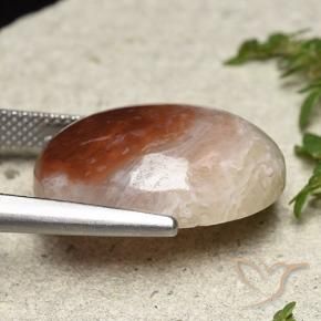 Corallo Multicolore naturale da 14.47 ct, Ovale, Traslucido