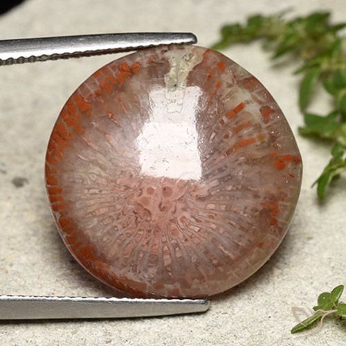 Corallo Multicolore naturale da 14.05 ct, Rotondo, Traslucido